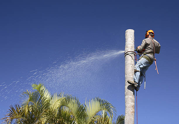 Best Residential Tree Removal  in Frazeysburg, OH